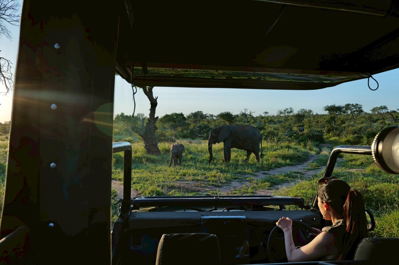 Safari